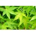 Японски клен ( Acer palmatum )